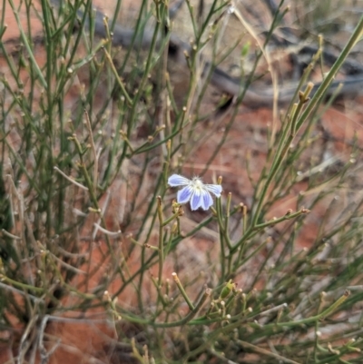 Scaevola basedowii (Skeleton Fan-Flower) at Yulara, NT - 6 Jun 2023 by WalterEgo