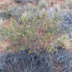 Eremophila willsii at Yulara, NT - 6 Jun 2023 by WalterEgo