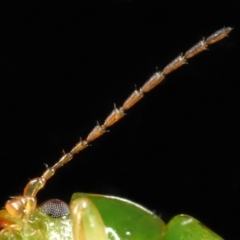 Paropsides calypso at Wellington Point, QLD - suppressed