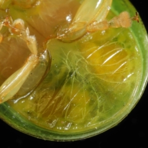 Paropsides calypso at Wellington Point, QLD - suppressed