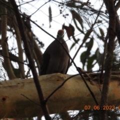 Phaps chalcoptera (Common Bronzewing) at Oakdale, NSW - 6 Jun 2023 by bufferzone