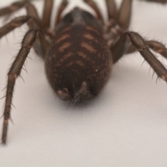 Paraembolides sp. (genus) (A Slender Funnel-web spider) at Paddys River, ACT - 7 Jun 2023 by NKingsford