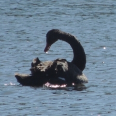 Cygnus atratus (Black Swan) at Dunlop, ACT - 25 Nov 2022 by MichaelBedingfield