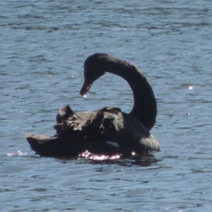 Cygnus atratus at Dunlop, ACT - 25 Nov 2022