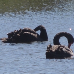 Cygnus atratus at Dunlop, ACT - 25 Nov 2022