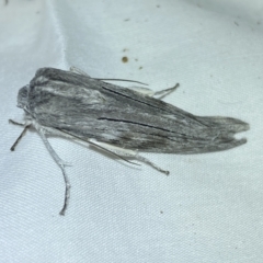 Capusa (genus) (Wedge moth) at Jerrabomberra, NSW - 6 Jun 2023 by Steve_Bok