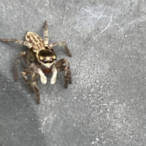 Maratus griseus at Canberra, ACT - 7 Jun 2023