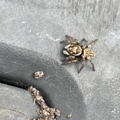 Maratus griseus at Canberra, ACT - 7 Jun 2023