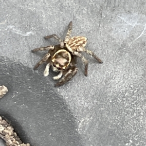 Maratus griseus at Canberra, ACT - 7 Jun 2023