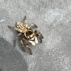 Maratus griseus at Canberra, ACT - 7 Jun 2023