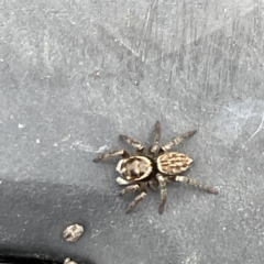 Maratus griseus at Canberra, ACT - 7 Jun 2023