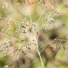 Eragrostis curvula (African Lovegrass) at Turner, ACT - 6 May 2023 by ConBoekel