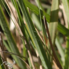 Eragrostis curvula at Turner, ACT - 6 May 2023