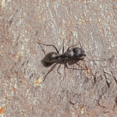 Camponotus aeneopilosus at Turner, ACT - 6 May 2023