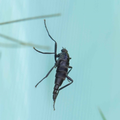 Boreoides subulatus (Wingless Soldier Fly) at Turner, ACT - 6 May 2023 by ConBoekel