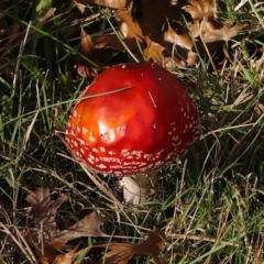 Amanita muscaria (Fly Agaric) at Sullivans Creek, Turner - 6 May 2023 by ConBoekel