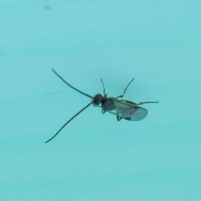 Cotesia sp. (genus) (Microgastrine wasp) at Turner, ACT - 6 May 2023 by ConBoekel