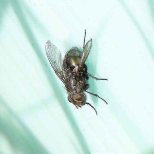 Onesia sp. (genus) at Turner, ACT - 6 May 2023