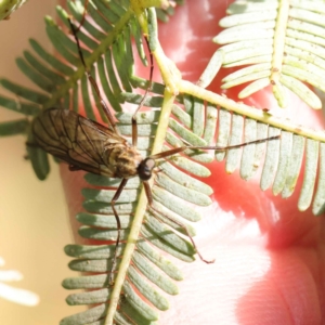 Chiromyza sp. (genus) at Turner, ACT - 6 May 2023