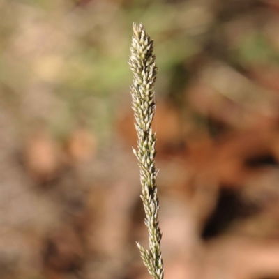 Sporobolus africanus (Parramatta Grass, Rat's Tail Grass) at Turner, ACT - 6 May 2023 by ConBoekel