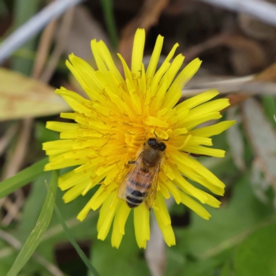 Apis mellifera (European honey bee) at Turner, ACT - 6 May 2023 by ConBoekel
