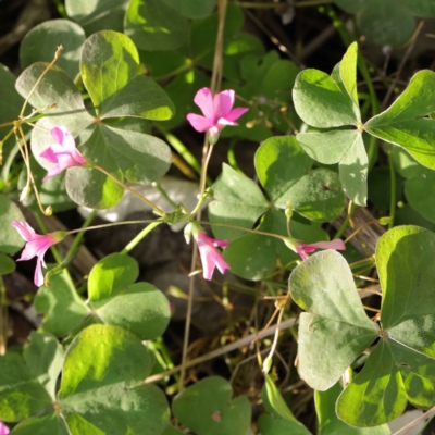 Oxalis articulata (Shamrock) at Turner, ACT - 6 May 2023 by ConBoekel