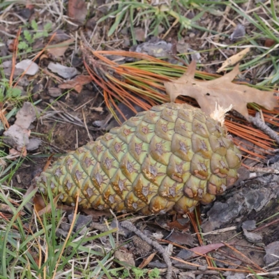 Pinus radiata (Monterey or Radiata Pine) at Turner, ACT - 6 May 2023 by ConBoekel