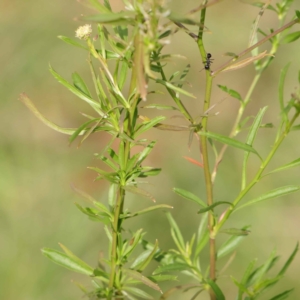 Lepidium africanum at Turner, ACT - 6 May 2023 04:20 PM