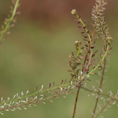 Lepidium africanum at Turner, ACT - 6 May 2023 04:20 PM