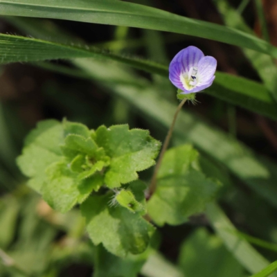 Veronica persica (Creeping Speedwell) at Turner, ACT - 6 May 2023 by ConBoekel