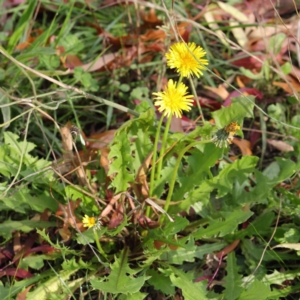 Taraxacum sp. at Turner, ACT - 6 May 2023