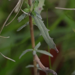 Epilobium billardiereanum at Turner, ACT - 6 May 2023 03:57 PM