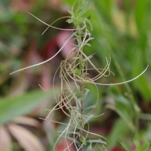 Epilobium billardiereanum at Turner, ACT - 6 May 2023 03:57 PM