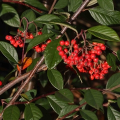 Cotoneaster glaucophyllus (Cotoneaster) at Turner, ACT - 6 May 2023 by ConBoekel