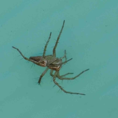 Oxyopes sp. (genus) (Lynx spider) at Turner, ACT - 6 May 2023 by ConBoekel