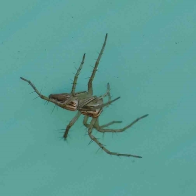 Oxyopes (genus) (Lynx spider) at Turner, ACT - 6 May 2023 by ConBoekel
