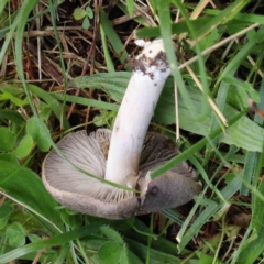 Tricholoma terreum (Grey Knight or Dirty Tricholoma) at Sullivans Creek, Turner - 6 May 2023 by ConBoekel