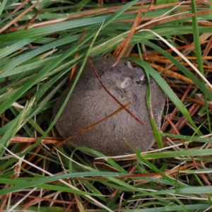 Tricholoma terreum at Turner, ACT - 6 May 2023 04:53 PM