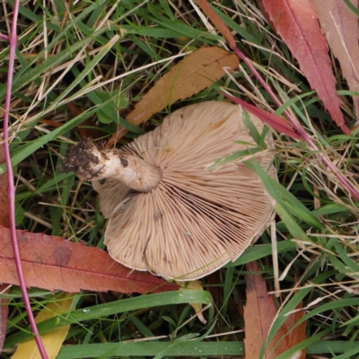 Lepista nuda (Wood Blewit) at City Renewal Authority Area - 6 May 2023 by ConBoekel
