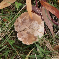 Lepista nuda at Sullivans Creek, Turner - 6 May 2023 03:56 PM