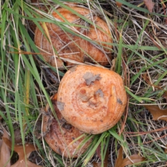 Lactarius deliciosus (Saffron Milkcap) at Sullivans Creek, Turner - 6 May 2023 by ConBoekel