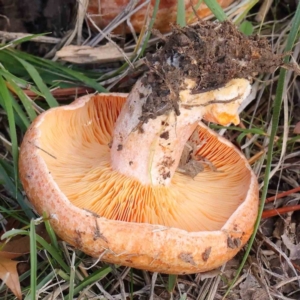 Lactarius deliciosus at Turner, ACT - 6 May 2023