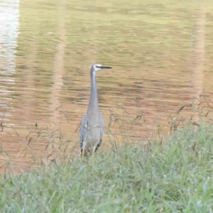 Egretta novaehollandiae at Turner, ACT - 6 May 2023 04:41 PM