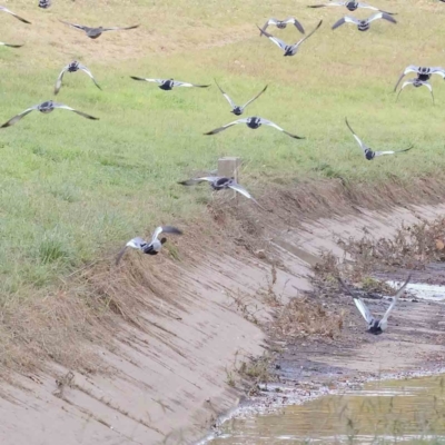 Chenonetta jubata (Australian Wood Duck) at Turner, ACT - 6 May 2023 by ConBoekel