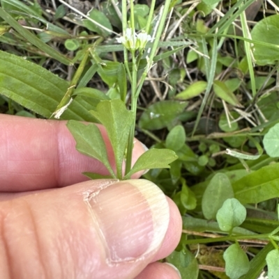 Cardamine hirsuta (Common Bittercress, Hairy Woodcress) at Kangaroo Valley, NSW - 7 Jun 2023 by lbradley