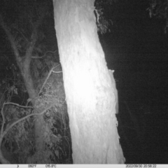 Petaurus sp. (A glider) at Thurgoona, NSW - 30 Sep 2022 by DMeco