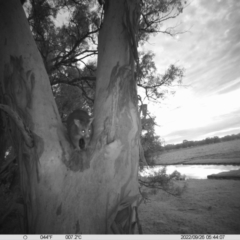 Trichosurus vulpecula (Common Brushtail Possum) at Thurgoona, NSW - 25 Sep 2022 by DMeco