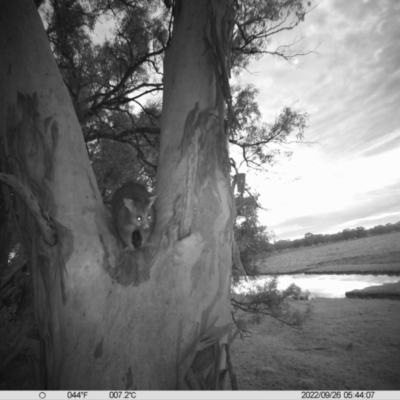 Trichosurus vulpecula (Common Brushtail Possum) at Thurgoona, NSW - 25 Sep 2022 by DMeco