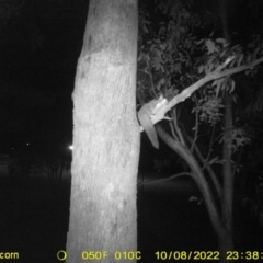 Petaurus norfolcensis (Squirrel Glider) at Thurgoona, NSW - 8 Oct 2022 by DMeco