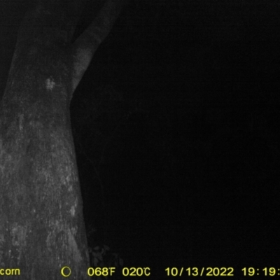 Petaurus norfolcensis (Squirrel Glider) at Springdale Heights, NSW - 13 Oct 2022 by DMeco